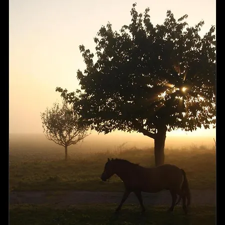 Dvur V Borovne Borovna